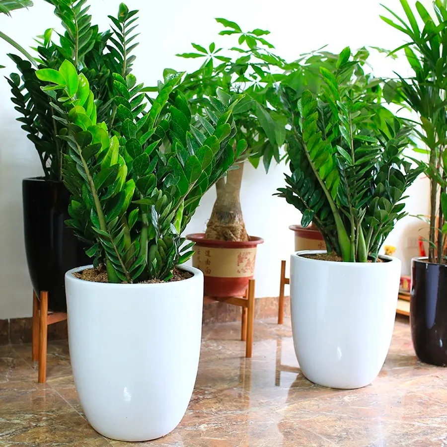 Cây kim tiền xanh tô điểm phòng khách hiện đại