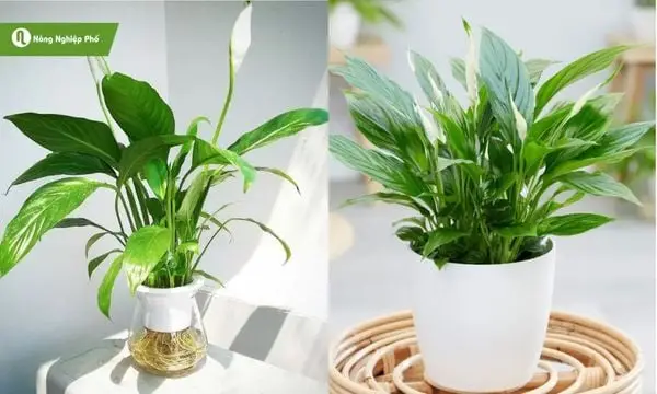 Lan Ý trên bàn: Tăng tập trung, giảm stress