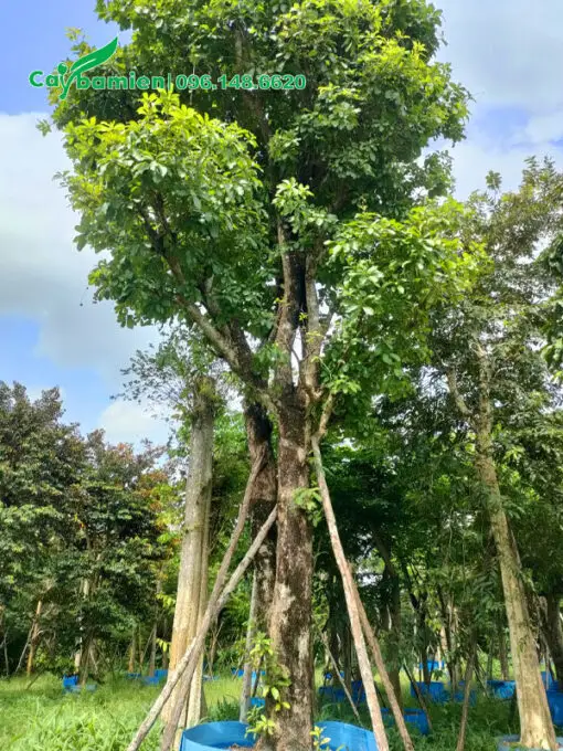 Cây cổ thụ vững chãi, bền vững, phúc lộc.