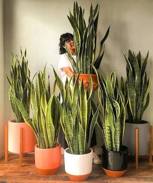 Ý Nghĩa Lưỡi Hổ Trừ Tà: Hóa Giải Năng Lượng Xấu Cho Gia Đình 6 Chậu Lưỡi Hổ trang trí không gian sống hài hòa.