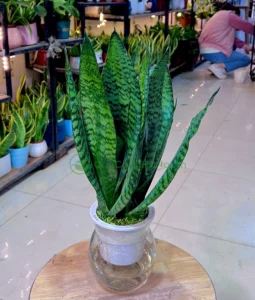 Cây Lưỡi Hổ lá kiếm mạnh mẽ