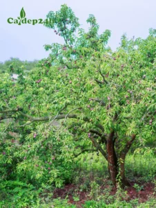 Cây mận sai trĩu quả tươi tốt