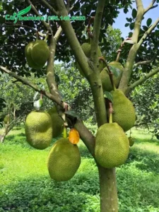 Cây mít trĩu quả, hình ảnh sung túc phát triển.