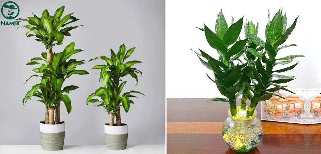 Khám Phá Ý Nghĩa Cây Phát Tài Bàn Làm Việc Chuẩn Phong Thủy 7 Lá cây phát tài xanh tươi, khỏe mạnh