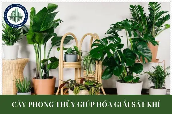 Bí Quyết Hiểu Rõ Ý Nghĩa Hình Chữ Nhật Phong Thủy Chính Xác 7 Cách đặt cây xanh hóa giải góc nhọn phòng.