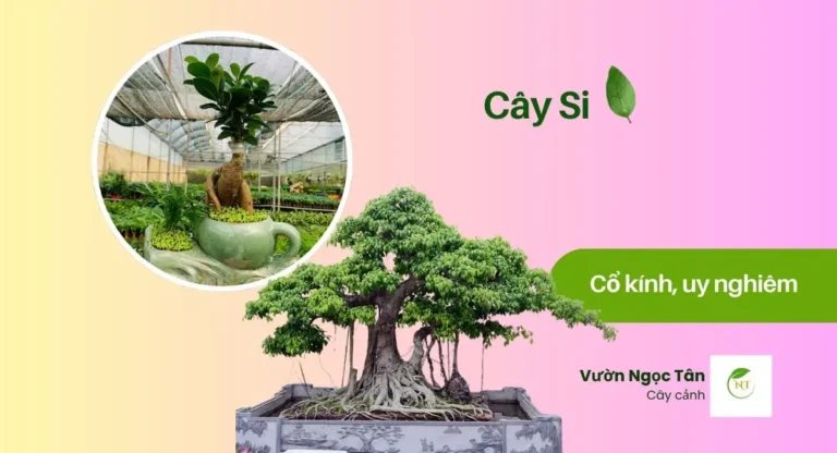 Cây Si Cổ Thụ: Vững Chãi, Xanh Tốt, Linh Thiêng.
