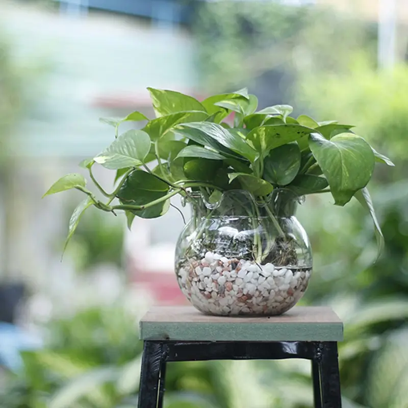 Ý Nghĩa Cây Trầu Bà: Khám Phá Bí Quyết Vượng Khí, May Mắn, Sức Khỏe 6 Chậu Trầu Bà thủy canh trên bàn làm việc