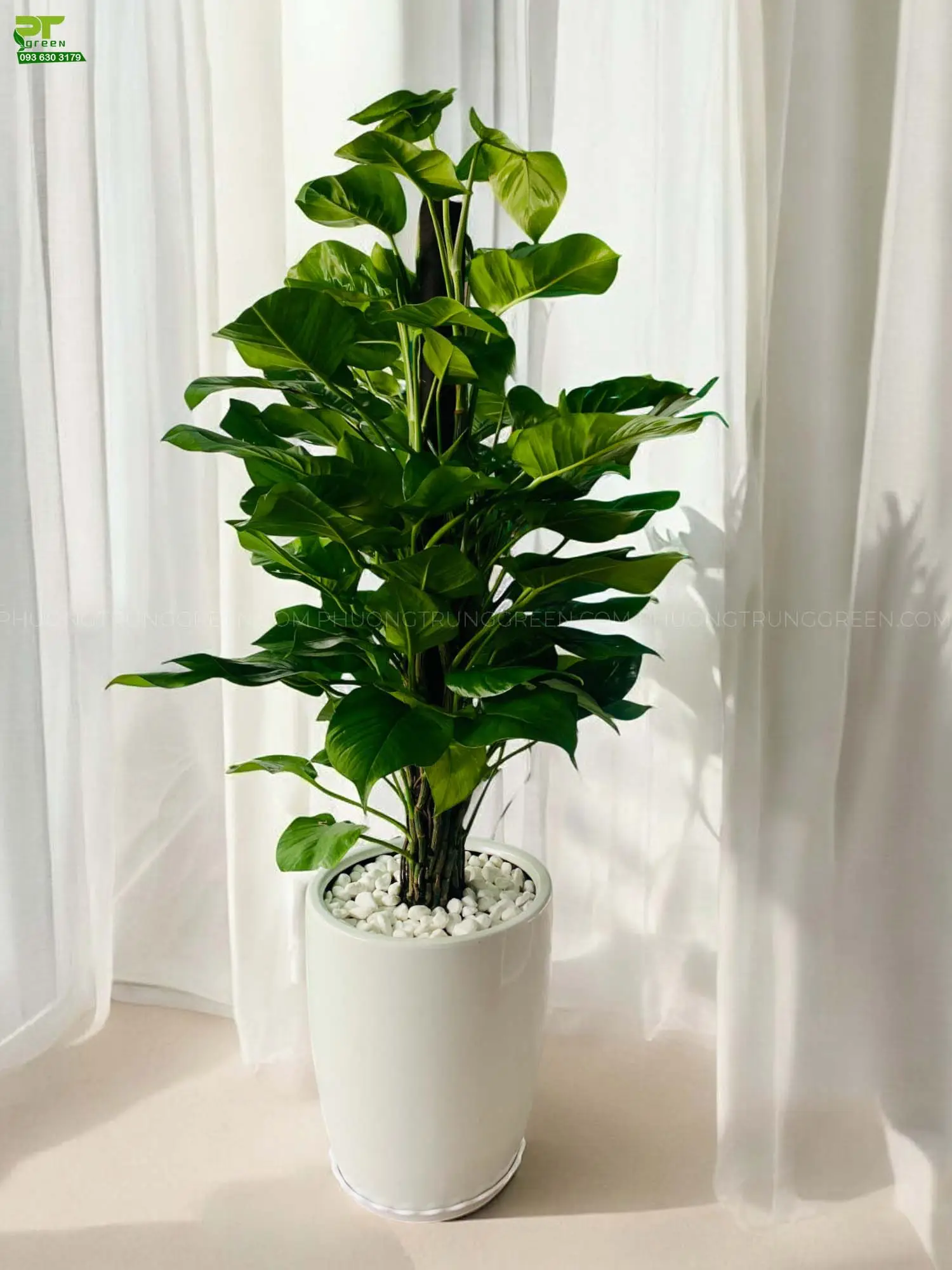 Ý Nghĩa Cây Trầu Bà: Khám Phá Bí Quyết Vượng Khí, May Mắn, Sức Khỏe 7 Cây Trầu Bà chậu đất lớn phòng khách