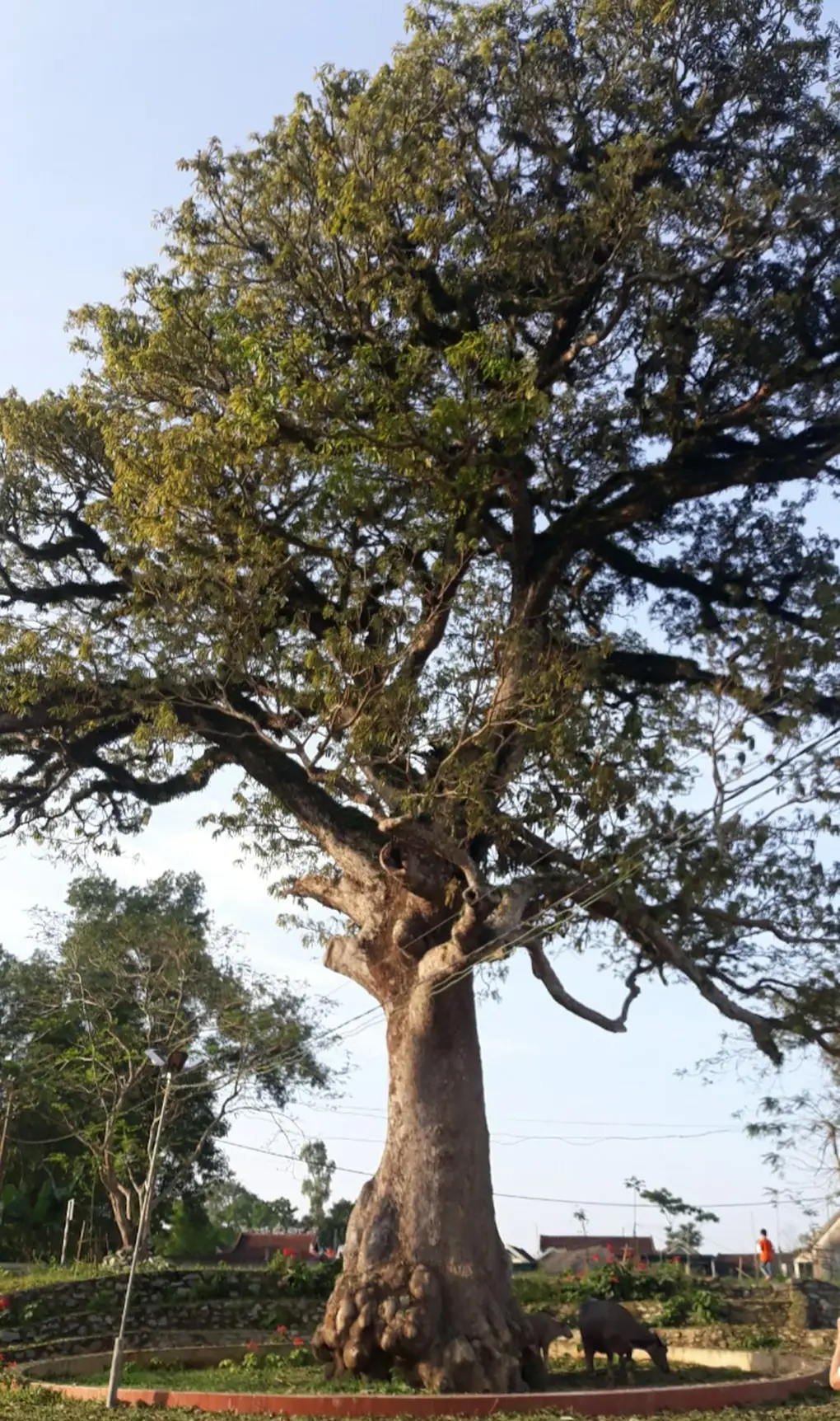 Cây cổ thụ mục nát, khô cằn trơ trọi.