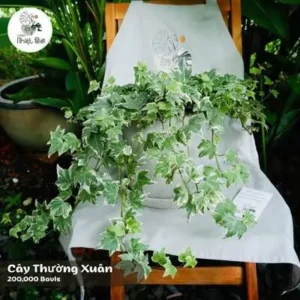 Cây Vươn Mạnh Mẽ: Năng Lượng Mộc Bất Tận