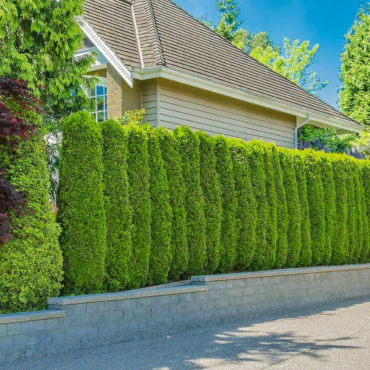 Hình ảnh minh họa việc trồng hàng rào cây xanh dày đặc để che chắn nhà.