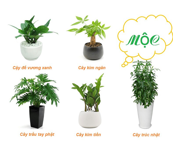 Tỳ Hưu Hợp Tuổi Dần Mệnh Mộc: Cẩm Nang Toàn Diện Để Chiêu Tài, Hóa Sát Chuẩn Phong Thủy 5 Cây xanh tươi phong thủy mệnh Mộc.