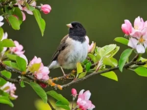 Chim sẻ ríu rít đậu cành, bay trời xanh.