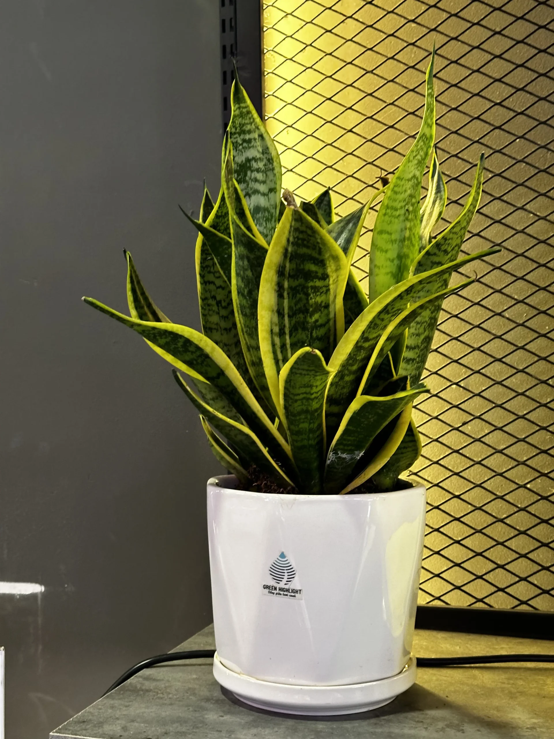 Sức Mạnh Huyền Bí Của Hổ Trong Phong Thủy Trấn Trạch – Giải Pháp Toàn Diện Cho Gia Trạch An Nhiên Tuyệt Đối 6 Chậu cây lưỡi hổ xanh tươi góc phòng.