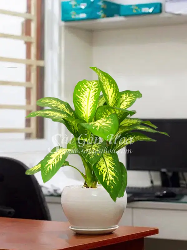 Vạn Niên Thanh xanh tươi trên bàn làm việc