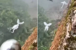 Phượng hoàng uy nghi bay lượn