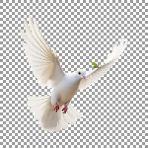 Bồ câu trắng bay lượn tự do.