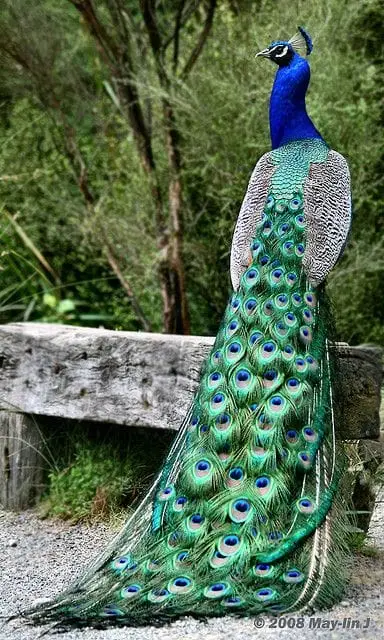 Nằm Mơ Thấy Chim Công: Giải Mã Điềm Báo & Hướng Hóa Giải Tâm An 7 Chim Công Lộng Lẫy Giữa Thiên Nhiên Tươi Đẹp