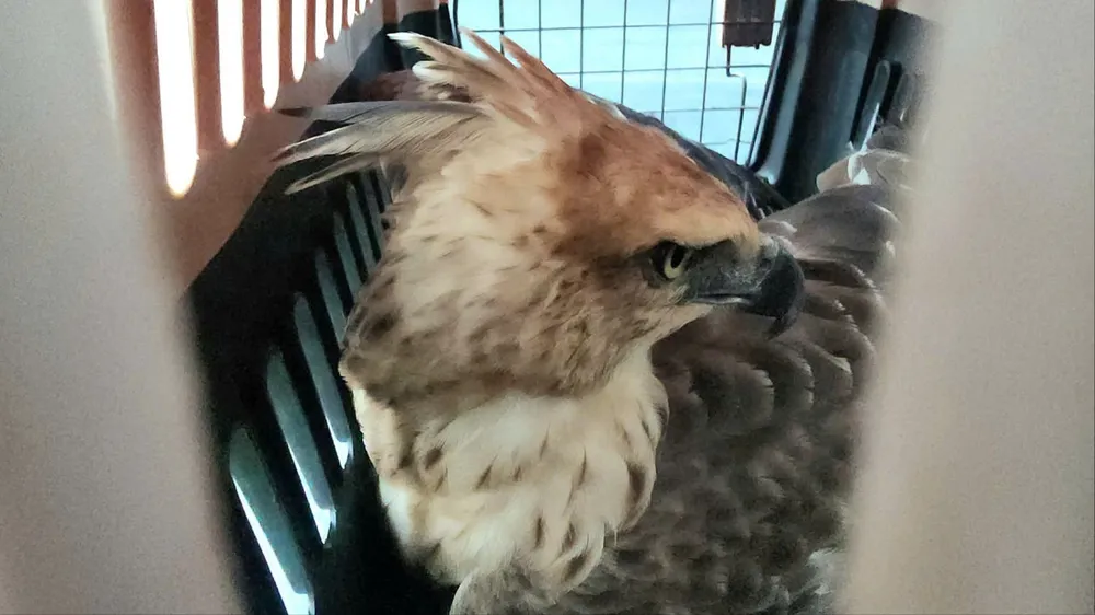 Bàn tay nhân ái giải cứu chim mắc kẹt.