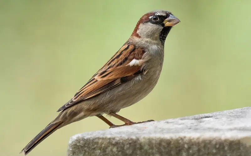 Giải Mã Giấc Mơ Thấy Chim Sẻ Vào Nhà: Vận May Hay Lời Cảnh Báo? 3 Chim sẻ bay vào nhà ấm cúng.