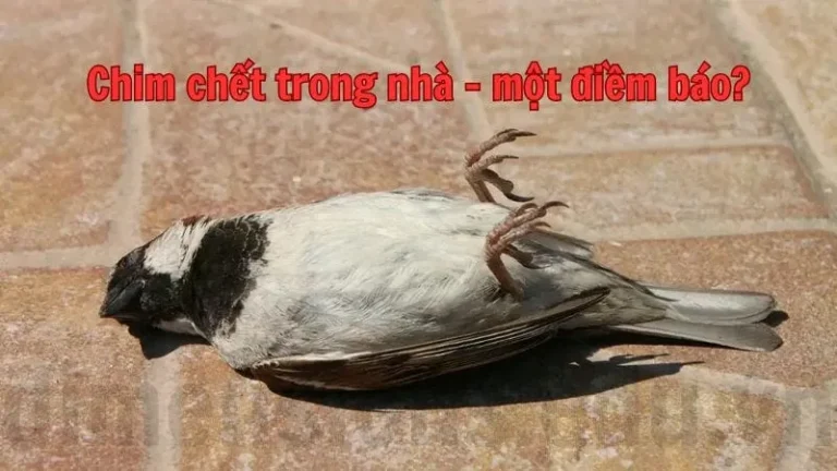 Chim sẻ chết trong nhà