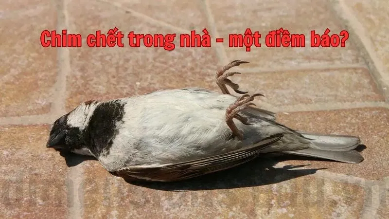 Chim sẻ chết trong nhà