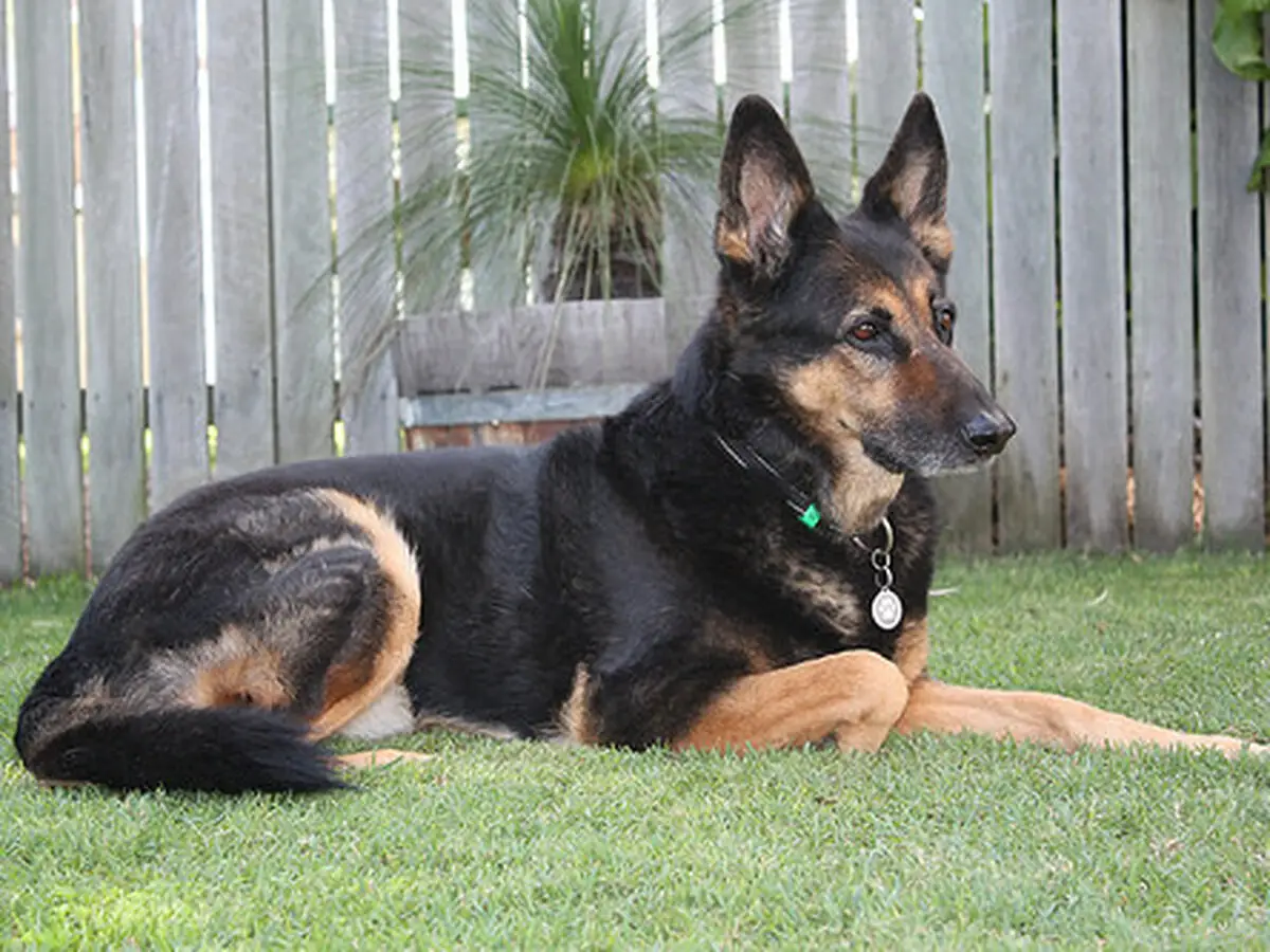 Chó Becgie khỏe mạnh trong sân vườn.