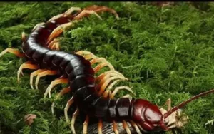 Ảnh Rết Khổng Lồ Huyền Bí Mờ Ảo.