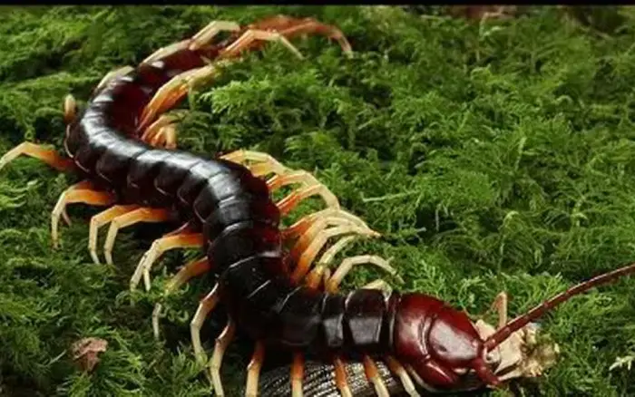 Giải Mã Giấc Mơ Thấy Rết Khổng Lồ: Điềm Báo & Phương Pháp Hóa Giải 4 Ảnh Rết Khổng Lồ Huyền Bí Mờ Ảo.