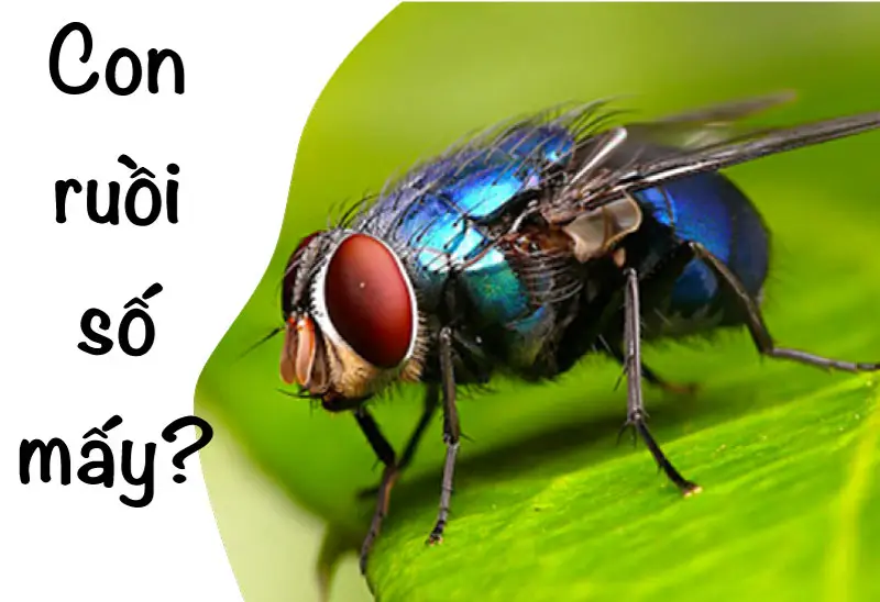 Giải Mã Giấc Mơ Thấy Ruồi: Điềm Báo & Cách Hóa Giải Hiệu Nghiệm 6 Giấc mơ thấy ruồi: Ý nghĩa và điềm báo.