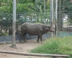 Trâu buồn bã trong vườn thú