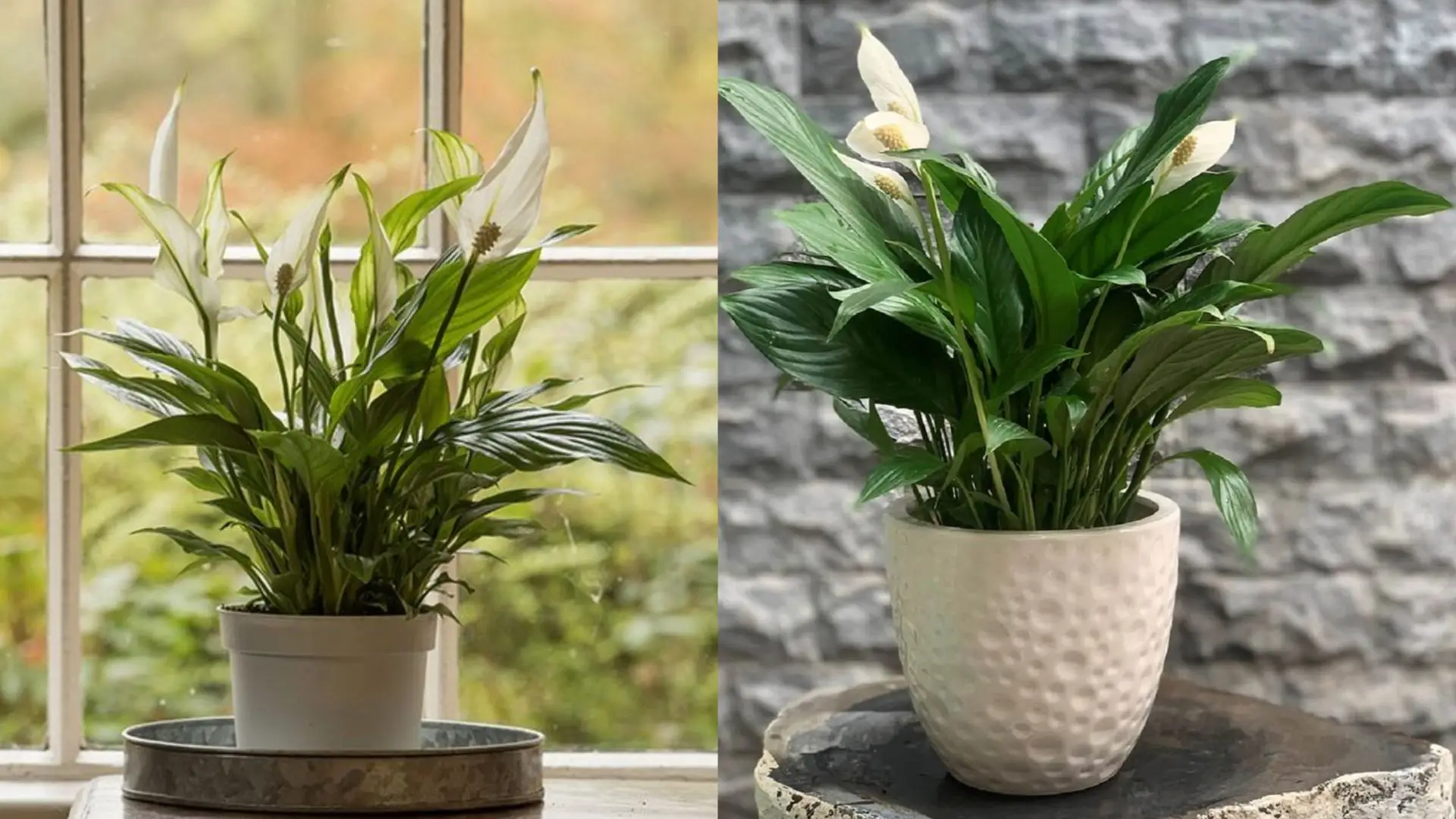 Cây Lan Ý phòng khách: Bình an, thịnh vượng.