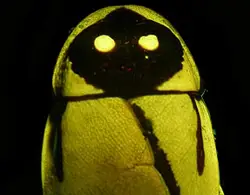 Giải Mã Giấc Mơ Thấy Gián Bò Lên Người: Điềm Báo & Hóa Giải 4 Gián bò trong ánh sáng mờ ảo biểu tượng