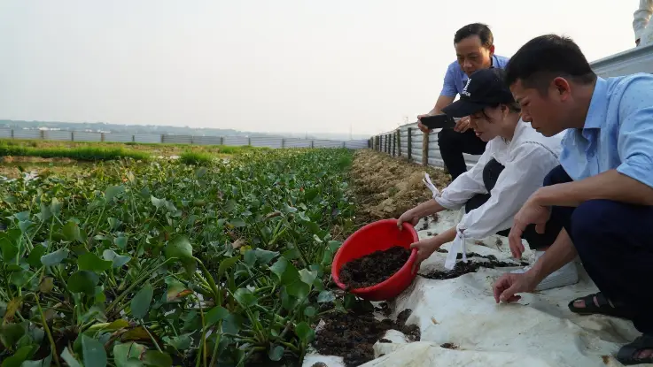 Giải Mã Giấc Mơ Thấy Nhiều Cua Đồng: Điềm Báo Nào Đang Chờ Bạn? 4 Cua đồng tự nhiên trên cánh đồng lúa.