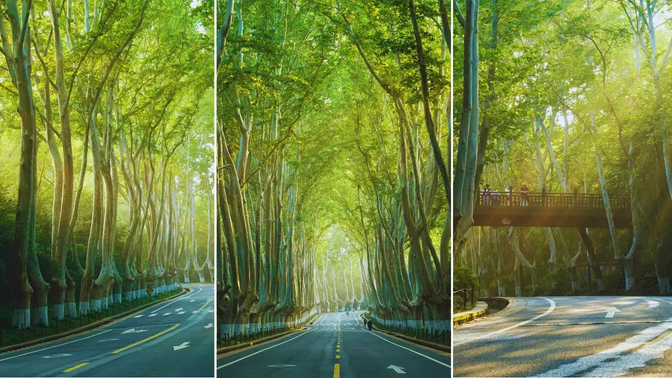 Cây cổ thụ vững chãi, bình an dưới trời xanh.