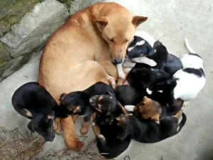 Chó mẹ và đàn chó con mới sinh đáng yêu.