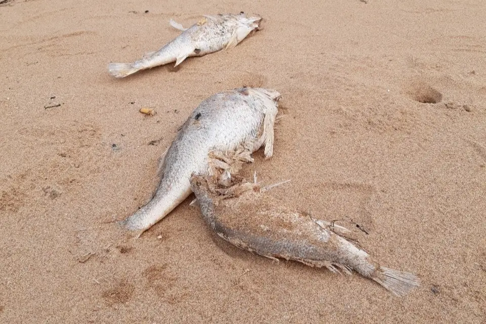 Mơ Thấy Cá Đánh Con Gì? Giải Mã Điềm Báo & Hướng Hóa Giải 6 Cá chết trên cát: Bế tắc cần hóa giải