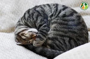 Mèo con ngủ bình yên: Sức sống trường tồn.