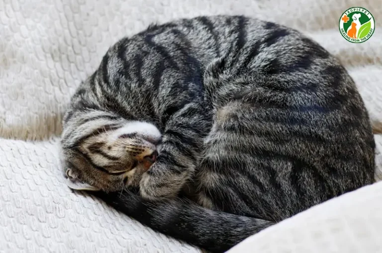 Mèo con ngủ bình yên: Sức sống trường tồn.