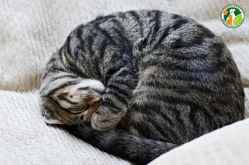 Mèo con ngủ bình yên: Sức sống trường tồn.