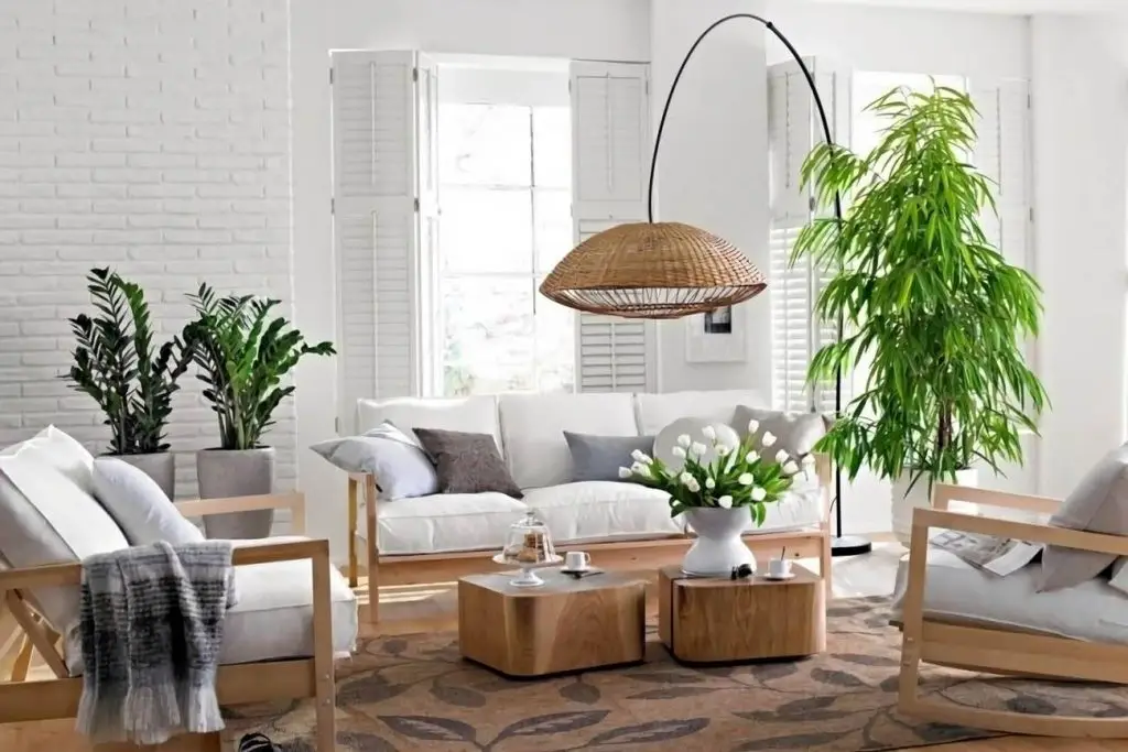 Cây kim tiền góc tài lộc phòng khách cạnh cửa sổ.