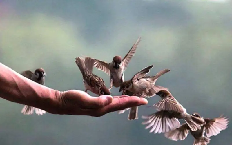 Khoảnh khắc phóng sinh chim đầy ý nghĩa.