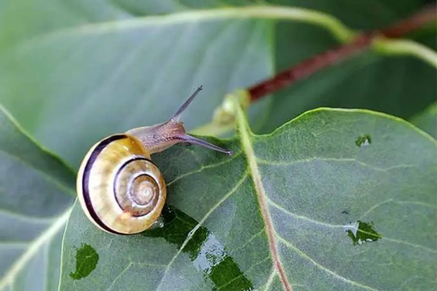 Giải Mã Giấc Mơ Thấy Ốc: Thông Điệp Từ Vô Thức Và Con Đường An Yên 4 Ốc trên lá: Kiên trì và nội lực.