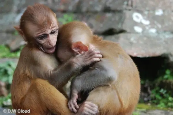 Khỉ con trong lồng với ánh mắt buồn