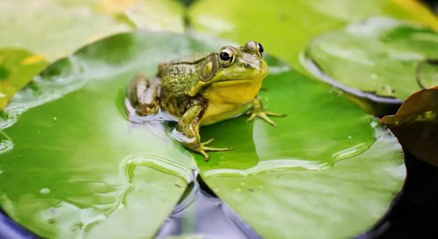 Nằm Mơ Thấy Ếch: Giải Mã Điềm Báo & Hóa Giải An Lành 4 Ếch nhảy huyền bí trong môi trường tự nhiên.
