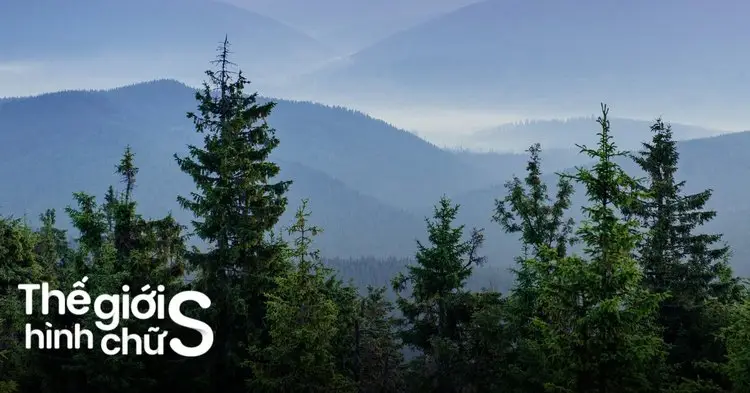 Thiền Rừng Thông: Nắng Xanh Tĩnh Lặng