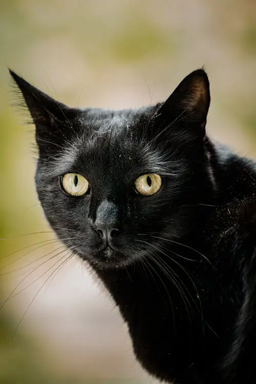 Mèo đen ánh mắt bình thản tĩnh lặng