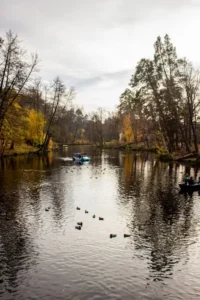 Vịt bơi thanh bình trên hồ.