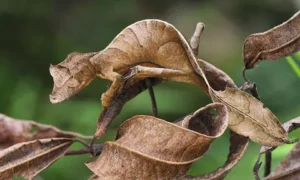 Tắc Kè: Biểu Tượng Thích Nghi, Trí Tuệ Ẩn Mình