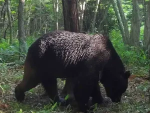 Gấu rượt đuổi căng thẳng trong rừng rậm